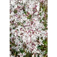 Kategorie <b>Stauden </b> - Lychnis flos-cuculi 'White Robin' ca. 9x9 cm Topf (Wuchs jahreszeitlich)