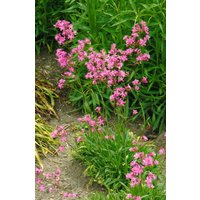 Stauden - Lychnis viscaria 'Feuer' ca. 9x9 cm Topf (Wuchs jahreszeitlich)