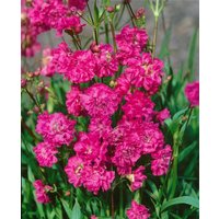 Kategorie <b>Stauden </b> - Lychnis viscaria 'Plena' ca. 9x9 cm Topf (Wuchs jahreszeitlich)