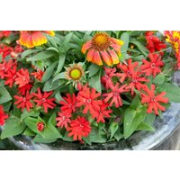 Kategorie <b>Produkt nicht gewünscht </b> - Lychnis x haageana 'Molten Lava' ca. 9x9 cm Topf (Wuchs jahreszeitlich)