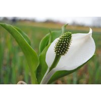 Kategorie <b>Stauden </b> - Lysichiton camtschatcensis ca. 11x11 cm Topf (Wuchs jahreszeitlich)