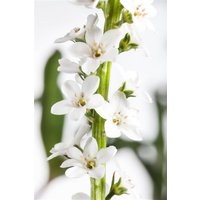 Kategorie <b>Produkt nicht gewünscht </b> - Lysimachia clethroides ca. 9x9 cm Topf (Wuchs jahreszeitlich)