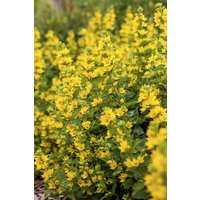 Kategorie <b>Produkt nicht gewünscht </b> - Lysimachia punctata ca. 9x9 cm Topf (Wuchs jahreszeitlich)