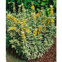 Kategorie <b>Produkt nicht gewünscht </b> - Lysimachia punctata 'Alexander' ca. 9x9 cm Topf (Wuchs jahreszeitlich)