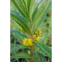 Kategorie <b>Stauden </b> - Lysimachia thyrsiflora ca. 9x9 cm Topf (Wuchs jahreszeitlich)