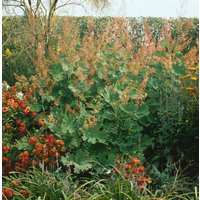 Kategorie <b>Produkt nicht gewünscht </b> - Macleaya microcarpa 'Kelway's Coral Plume' ca. 11x11 cm Topf (Wuchs jahreszeitlich)