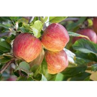 Kategorie <b>Obst </b> - Malus 'Gala' CAC 150-200cm