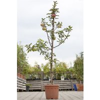 Kategorie <b>Obst </b> - Malus 'Idared' CAC 150-200cm