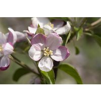 Obst - Malus 'Ingrid Marie' CAC 150-200cm