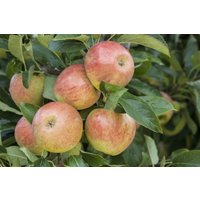 Kategorie <b>Obst </b> - Malus 'James Grieve' CAC 150-200cm