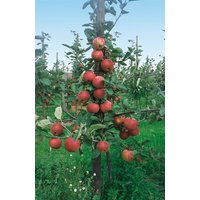 Kategorie <b>Obst </b> - Malus 'Roter Boskoop' CAC 150-200cm