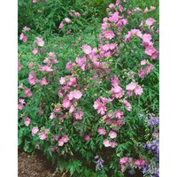 Kategorie <b>Produkt nicht gewünscht </b> - Malva alcea 'Fastigiata' ca. 9x9 cm Topf (Wuchs jahreszeitlich)