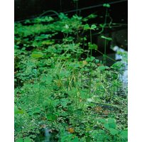 Kategorie <b>Stauden </b> - Marsilea quadrifolia ca. 9x9 cm Topf (Wuchs jahreszeitlich)