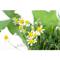 Kategorie <b>Stauden </b> - Matricaria recutita ca. 9x9 cm Topf (Wuchs jahreszeitlich)