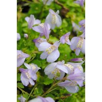 Kategorie <b>Stauden </b> - Mazus reptans ca. 9x9 cm Topf (Wuchs jahreszeitlich)