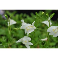 Kategorie <b>Stauden </b> - Mazus reptans 'Albus' ca. 9x9 cm Topf (Wuchs jahreszeitlich)