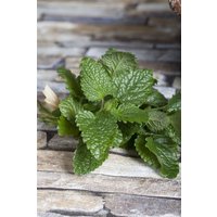 Kategorie <b>Produkt nicht gewünscht </b> - Melissa officinalis ca. 9x9 cm Topf (Wuchs jahreszeitlich)
