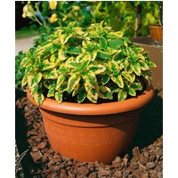Kategorie <b>Produkt nicht gewünscht </b> - Melissa officinalis 'Aureovariegata' ca. 9x9 cm Topf (Wuchs jahreszeitlich)