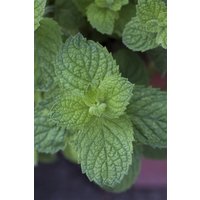 Kategorie <b>Produkt nicht gewünscht </b> - Mentha suaveolens 'Apple Mint' ca. 9x9 cm Topf (Wuchs jahreszeitlich)
