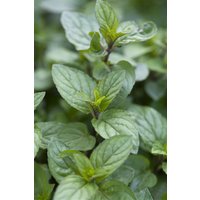 Kräuter- und Teepflanzen - Mentha x piperita 'Chocolate' ca. 9x9 cm Topf (Wuchs jahreszeitlich)