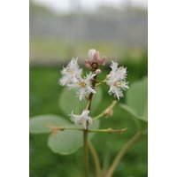 Kategorie <b>Stauden </b> - Menyanthes trifoliata ca. 9x9 cm Topf (Wuchs jahreszeitlich)