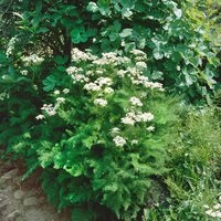 Kategorie <b>Stauden </b> - Meum athamanticum ca. 9x9 cm Topf (Wuchs jahreszeitlich)