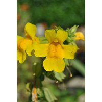Kategorie <b>Produkt nicht gewünscht </b> - Mimulus luteus ca. 9x9 cm Topf (Wuchs jahreszeitlich)
