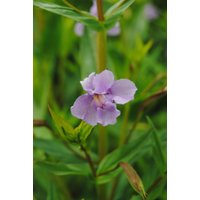 Kategorie <b>Produkt nicht gewünscht </b> - Mimulus ringens ca. 9x9 cm Topf (Wuchs jahreszeitlich)