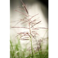 Kategorie <b>Gräser </b> - Miscanthus sinensis 'Ferner Osten' ca. 11x11 cm Topf (Wuchs jahreszeitlich)