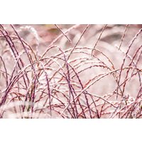 Kategorie <b>Gräser </b> - Miscanthus sinensis 'Flamingo' ca. 9x9 cm Topf (Wuchs jahreszeitlich)