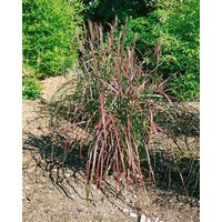 Kategorie <b>Produkt nicht gewünscht </b> - Miscanthus sinensis 'Flammenmeer' 3-5 Liter Container (Wuchs jahreszeitlich)