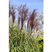 Kategorie <b>Gräser </b> - Miscanthus sinensis 'Ghana' ca. 11x11 cm Topf (Wuchs jahreszeitlich)