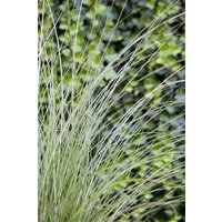 Kategorie <b>Gräser </b> - Miscanthus sinensis 'Gracillimus' 7,5-10 Liter Container (Wuchs jahreszeitlich)