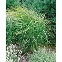 Kategorie <b>Gräser </b> - Miscanthus sinensis 'Kaskade' ca. 11x11 cm Topf (Wuchs jahreszeitlich)