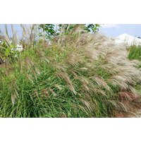 Kategorie <b>Gräser </b> - Miscanthus sinensis 'Little Zebra' -R- ca. 11x11 cm Topf (Wuchs jahreszeitlich)