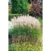 Kategorie <b>Gräser </b> - Miscanthus sinensis 'Sarabande' ca. 11x11 cm Topf (Wuchs jahreszeitlich)