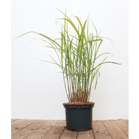 Kategorie <b>Gräser </b> - Miscanthus sinensis 'Variegatus' 3-5 Liter Container (Wuchs jahreszeitlich)