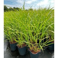 Kategorie <b>Gräser </b> - Miscanthus sinensis 'Zebrinus' 3-5 Liter Container (Wuchs jahreszeitlich)
