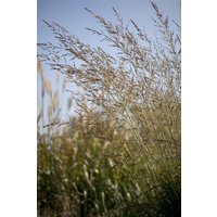 Kategorie <b>Gräser </b> - Molinia arundinacea 'Windspiel' ca. 11x11 cm Topf (Wuchs jahreszeitlich)