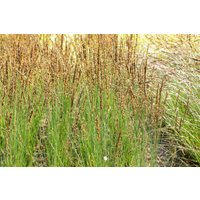 Kategorie <b>Gräser </b> - Molinia caerulea 'Moorhexe' 2 Liter Container (Wuchs jahreszeitlich)
