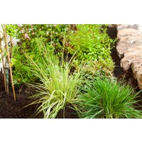 Kategorie <b>Gräser </b> - Molinia caerulea 'Variegata' ca. 9x9 cm Topf (Wuchs jahreszeitlich)