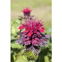 Kategorie <b>Produkt nicht gewünscht </b> - Monarda didyma ca. 9x9 cm Topf (Wuchs jahreszeitlich)