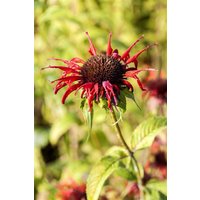 Kategorie <b>Produkt nicht gewünscht </b> - Monarda didyma 'Squaw' ca. 11x11 cm Topf (Wuchs jahreszeitlich)