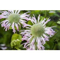 Kategorie <b>Produkt nicht gewünscht </b> - Monarda fistulosa 'Fishes' ca. 9x9 cm Topf (Wuchs jahreszeitlich)