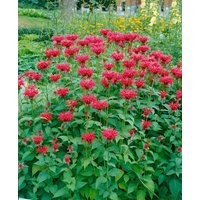 Kategorie <b>Produkt nicht gewünscht </b> - Monarda fistulosa 'Gardenview Scarlet' ca. 11x11 cm Topf (Wuchs jahreszeitlich)