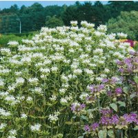 Kategorie <b>Produkt nicht gewünscht </b> - Monarda fistulosa 'Schneewittchen' ca. 11x11 cm Topf (Wuchs jahreszeitlich)