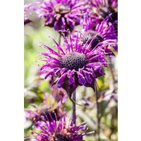 Kategorie <b>Produkt nicht gewünscht </b> - Monarda fistulosa 'Scorpion' ca. 9x9 cm Topf (Wuchs jahreszeitlich)