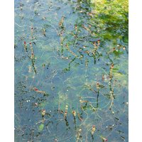 Kategorie <b>Produkt nicht gewünscht </b> - Myriophyllum spicatum ca. 9x9 cm Topf (Wuchs jahreszeitlich)