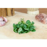 Kategorie <b>Stauden </b> - Nasturtium officinale ca. 9x9 cm Topf (Wuchs jahreszeitlich)