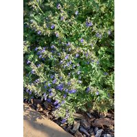 Kategorie <b>Produkt nicht gewünscht </b> - Nepeta cataria ca. 9x9 cm Topf (Wuchs jahreszeitlich)